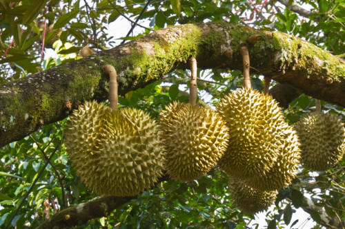 durian_3